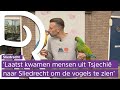 Papegaaien vliegen door de straten in Sliedrecht