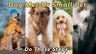 New Dog Introduction: 5 Safe & Stress-Free Tips for Your Small Pet | V276 | Dogs | Dog | Dog Videos