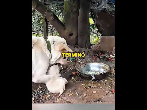 Salvó a un cachorro de la mordedura de su propia madre 😢♥️ #shorts