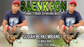 Download lagu PERKEMBANGAN SAENKHON DI INDONESIA mp3