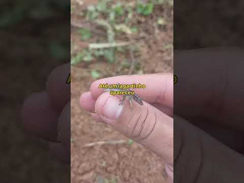 resgatedefauna #santacruzdabaixaverde #triunfopernambuco #selvaperuana #reelsviral