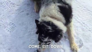 Download Lagu Long Island Dog Trainer: Australian Shepherd with Amazing Obedience Thumbnail