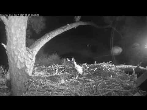 Great Horned Owls Return To Osprey Nest For Another Nighttime Visit – Sept. 28, 2021