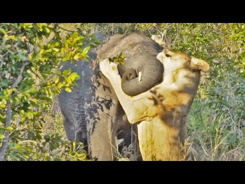 One Lioness Tries to Hunt Elephant Video