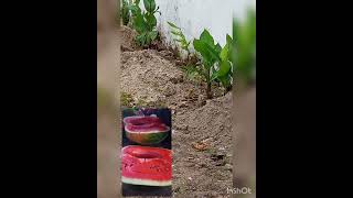 Como iniciar uma piscina em 5 vdeos - completo - prximo alvenaria.