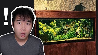no water change, no tech Fish Tank from 1970 | Fish Tank Review 226