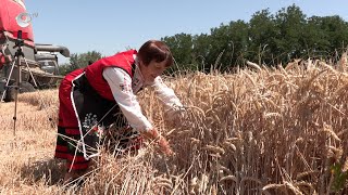 Жътвата в община Димитровград започна