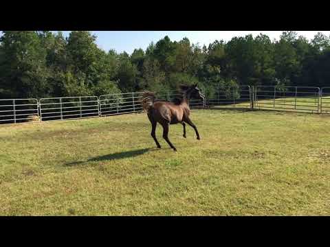 Binte Baby 9 17 2017 movie 1