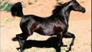 Bronco El Gigante De America - El Gigante