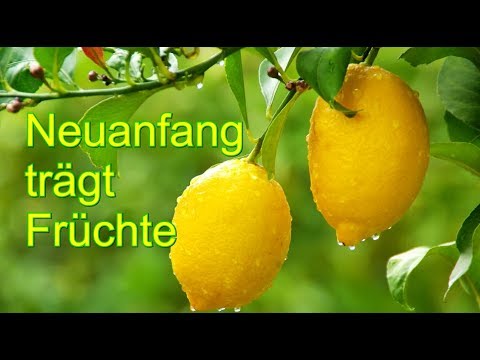 Neustart trägt Früchte 13.04.2019 Maya Kalender