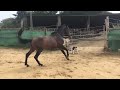 Ruin Belgische pony Te koop 2022 Bruin / Bai ,  dallas van overis