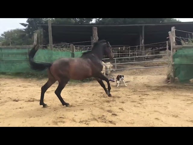 Ruin Belgische pony Te koop 2022 Bruin / Bai ,  dallas van overis