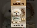 Dancing Puppy Deli Cute Dog Shows Off Dance Moves Dance Dog Viral Ytshorts Cartoon Dogs