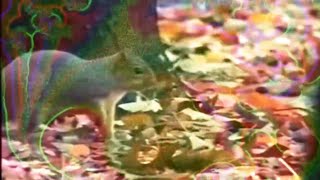 Primus- Eyes of the Squirrel (2024 Visualizer Mix)