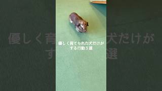優しく育てられた犬だけがする行動3選 #犬 #いぬ #犬との暮らし #犬のいる暮らし #愛犬 #犬のいる生活 #犬好き #犬動画 #犬がいる生活 #いぬのきもち VOICEVOX:ずんだもん