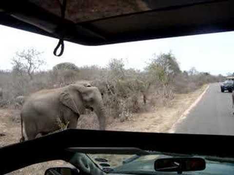 Elephants in Kruger national Park 03/10/2007
