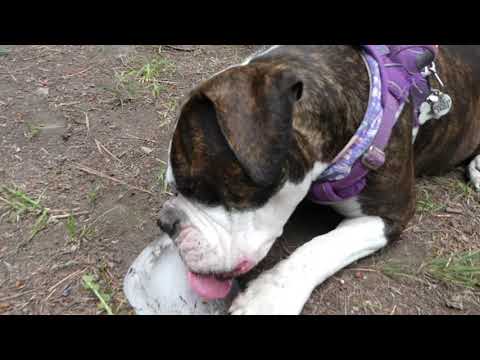 Failing to make Dandelion Honey for 18 Minutes - Weird recipes, and trying to make Poor Man's Honey