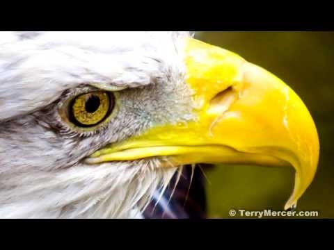 Birds of America