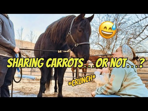 Little B couldn’t wait to give Rudnik his carrots…until he decided HE wanted to eat it first 😂🥹