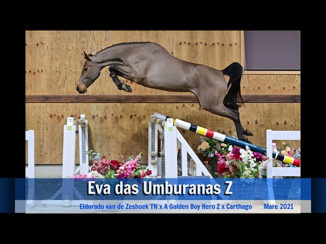 jumping under the saddle