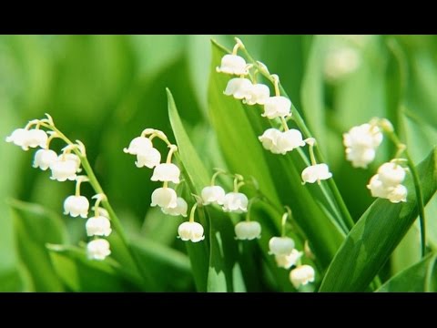 Sài Gòn thương nhớ em - Phạm Uyên Nguyên