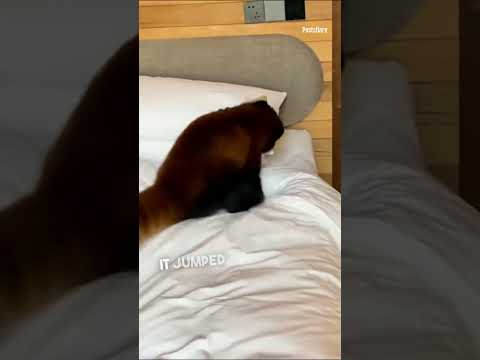 The Adorable Red Panda's Unexpected Visit