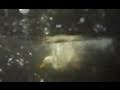 Swimming And Diving Ducks GoPro Hero HD Cam