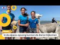 Meer mensen hebben een alpaca (maar kunnen er niet voor zorgen)