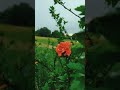 Pehla Nasha Aesthetic Shorts Full Screen Whatsapp Status Video Shorts Aesthetic Lofi Trending