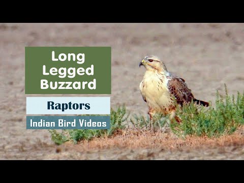 Myšiak hrdzavý (Buteo rufinus) — prehľad druhu a let v Stredomorí.