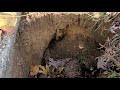 Rat Burrow in the Backyard in Basking Ridge, NJ