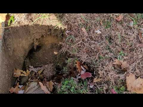 Rat Burrow in the Backyard in Basking Ridge, NJ