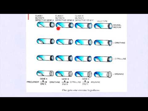 Beadle and Tatum - One-Gene-One-Enzyme/Polypeptide Hypothesis