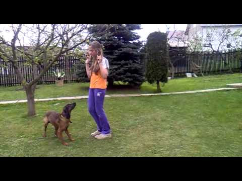 Dogdancing-Aida-Zdenka
