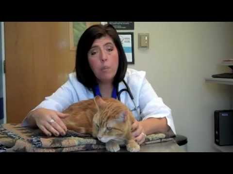 UIUC VetMed Animal Hospital - Senior Cat Bloodwork