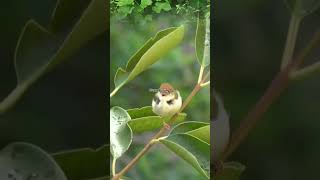 Download lagu Suara prenjak lumut/ciang ciang #birds #suaraburung #birdsong mp3 Download lagu Suara prenjak lumut/ciang ciang #birds #suaraburung #birdsong mp3