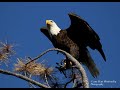 Arizona Bird Sounds Bald Eagle 10 Mins Black Screen