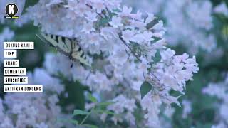 Download lagu Firman Tuhan Menemani Tidur - Audio Alkitab Menyegarkan Pikiran (Musik Tenang Instrument) mp3 Download lagu Firman Tuhan Menemani Tidur - Audio Alkitab Menyegarkan Pikiran (Musik Tenang Instrument) mp3