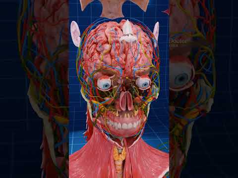 Human Brain up Close 🧠