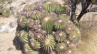 Santa Lucia Chazumba Oaxaca_0001.wmv