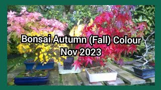 Bonsai Autumn Fall Colour Nov 2023