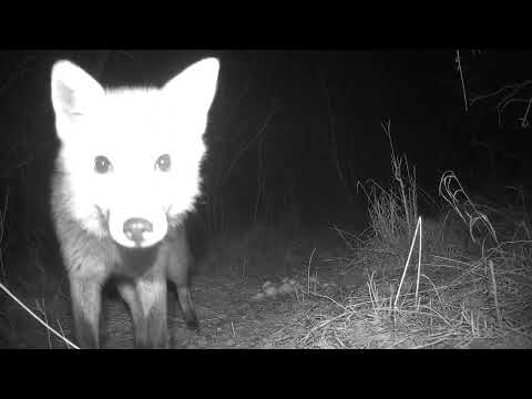 Nocne spotkanie z lisem 