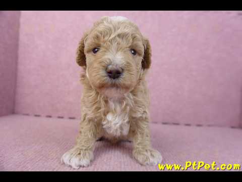 02/18泰迪比熊母幼犬1號