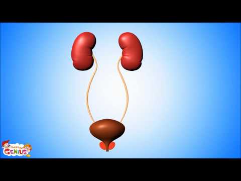Urinary System Video for Kids