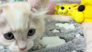 キンカローの動画01