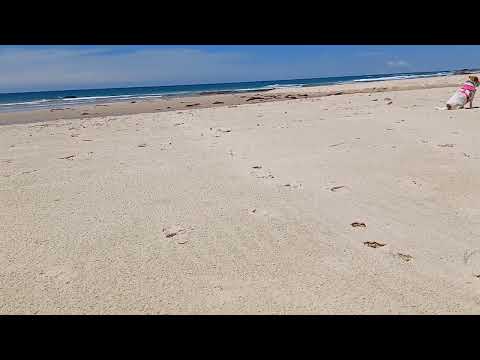 Jack Russell's, Pippa and Penny at the dog beach.