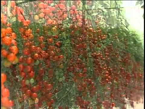 la nueva industria de produccion de tomates en invernadero