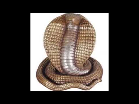 download lagu mp3 mp4 Arroboboi, download lagu Arroboboi gratis, unduh video klip Download Arroboboi Mp3 dan Mp4 Full Gratis