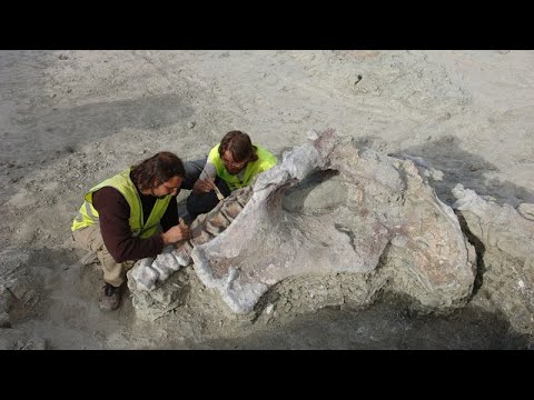 15 Meter lang, 10 Tonnen schwer: Neuer Dinosaurier aus der Kreidezeit entdeckt