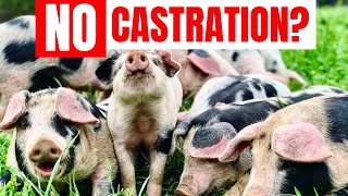 Pig Raising For Beginners | How To AVOID Boar Taint | Timshel Wildland Series | Part 3